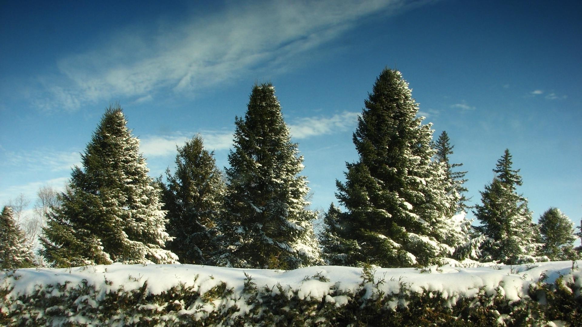 hiver neige arbre evergreen conifères paysage pin bois sapin nature à l extérieur froid gel conifères noël saison épinette scénique montagnes