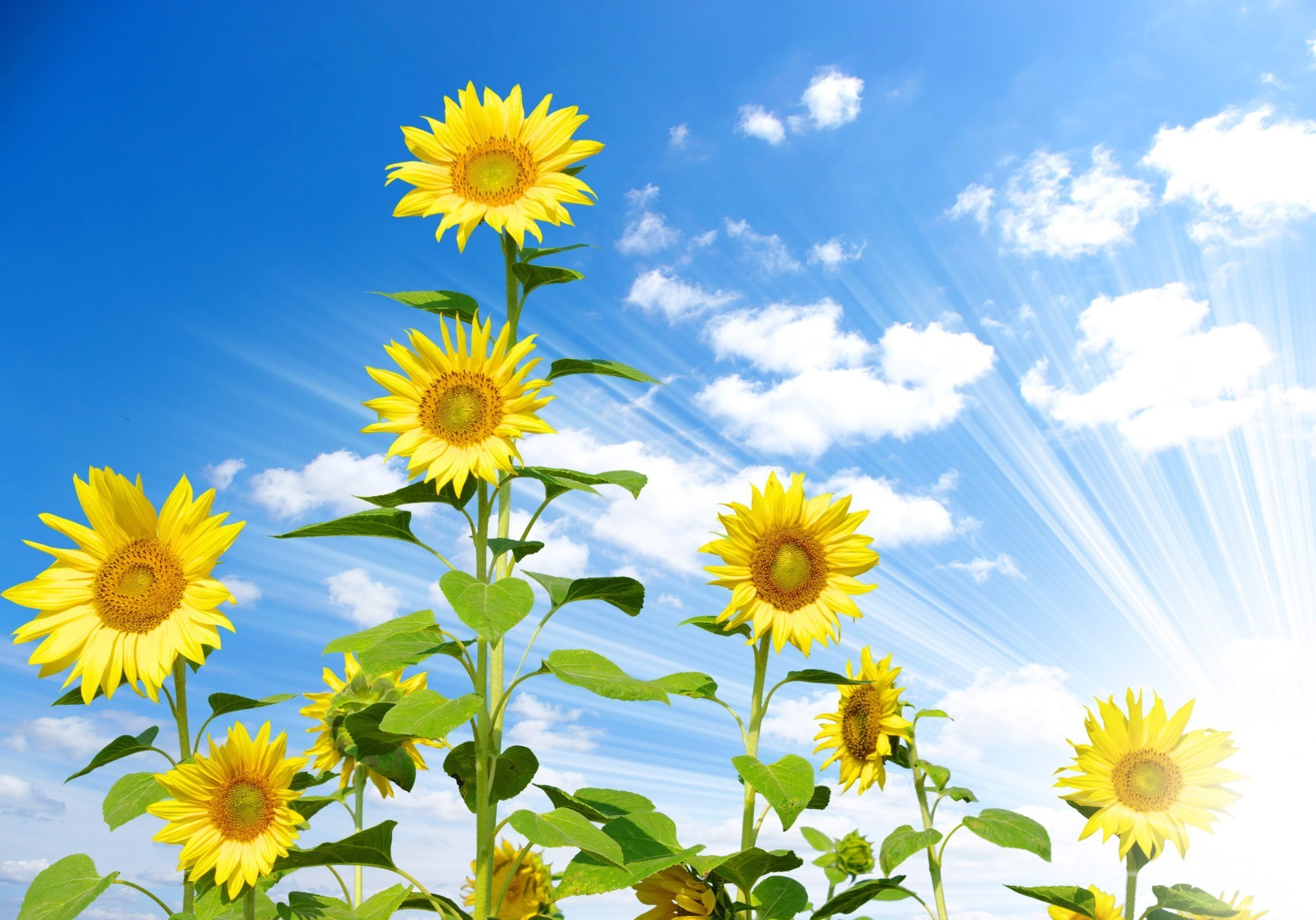 sunflowers summer nature flora flower bright leaf sun growth field sunflower floral petal fair weather sunny hayfield garden blooming beautiful season