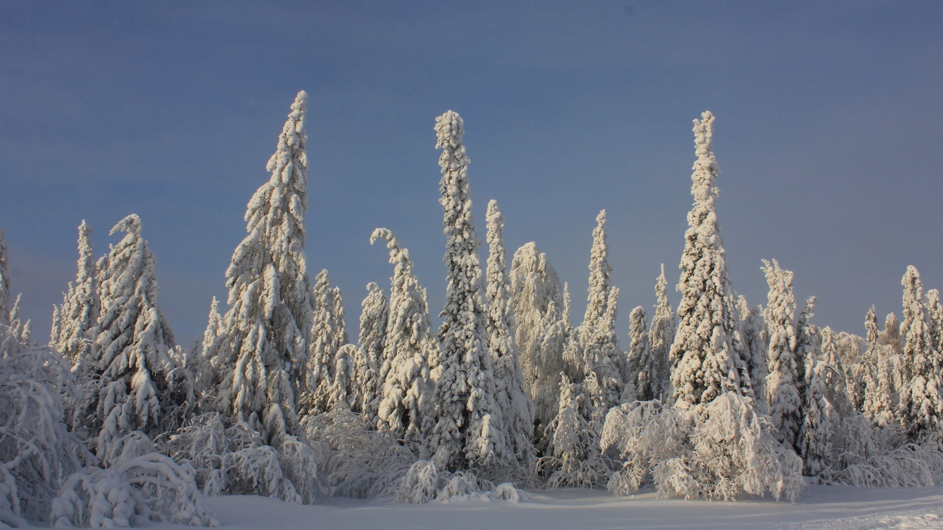 hiver neige gel froid glace nature congelé bois paysage à l extérieur ciel bois