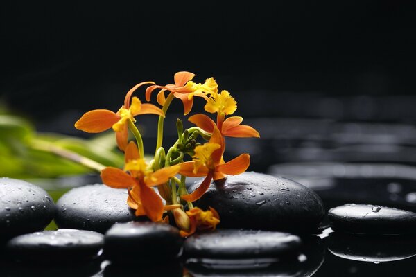 Bright orange flowers on smooth stones