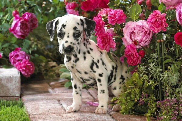 Çiçeklerin arasında küçük bir köpek yavrusu