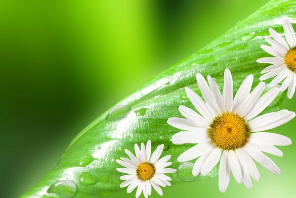 La belleza está en los detalles. Flora del planeta