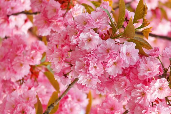 Spring pink flowers on a twig