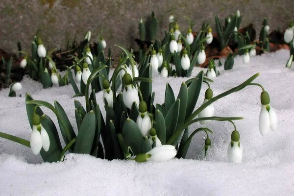 Die ersten Blumen im Schnee