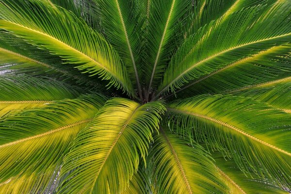 La belleza de los trópicos. Cincuenta sombras de verde