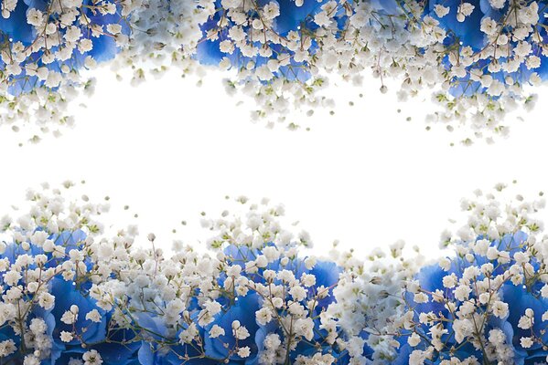 Blooming white branches with blue leaves