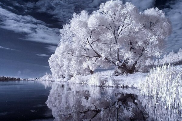 Winter landscape of a snow-covered tree