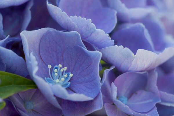 Delicate purple flower petals