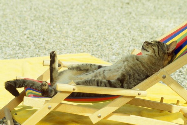 LES CHATS PEUVENT AUSSI SE PERMETTRE