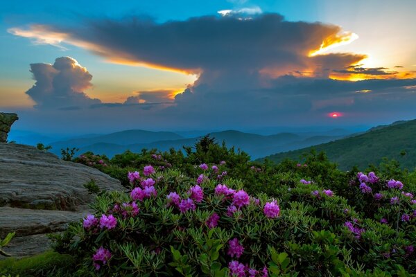 Mountain landscape with flowers at sunset