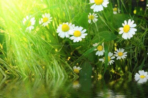 Daisies and grass grow along the river