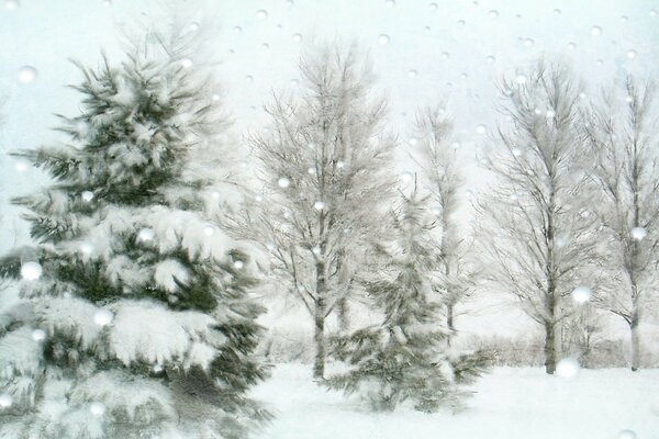 Fluffy Christmas tree in the snow in winter