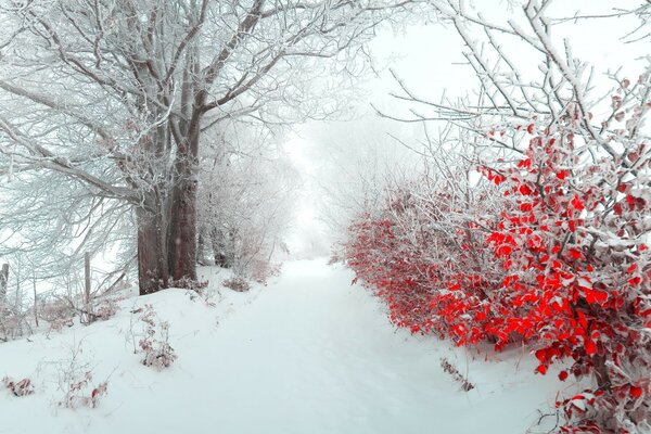 Quema el follaje en la cubierta blanca del invierno