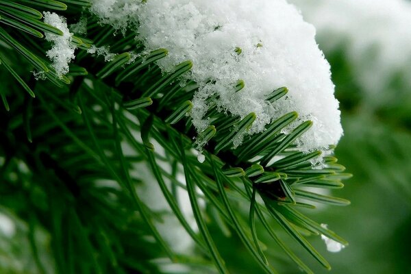 Árvore de Natal decorada com neve