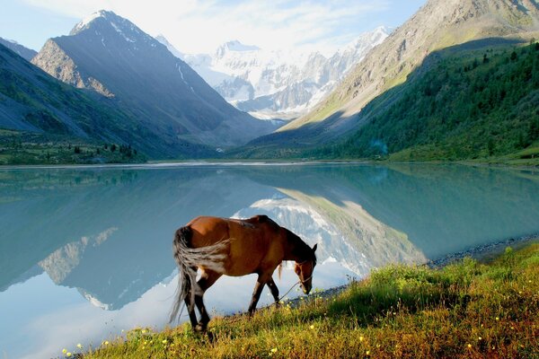 Paysage de montagne avec un cheval au bord du lac