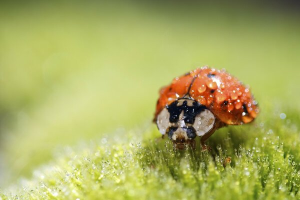 Macro photography of ladybug on moss