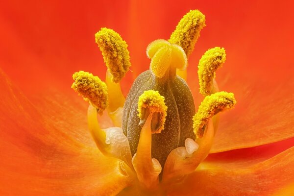 Macro photography of pistils and stamens inside a loaf