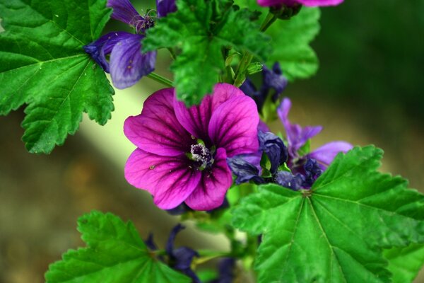 Macro de la flore dans le jardin