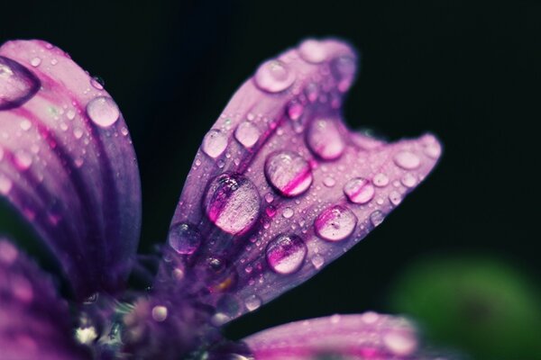 Tautropfen auf den lila Blütenblättern einer Blume