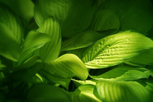 Fotografia Macro, flora natural, folhas verdes da planta