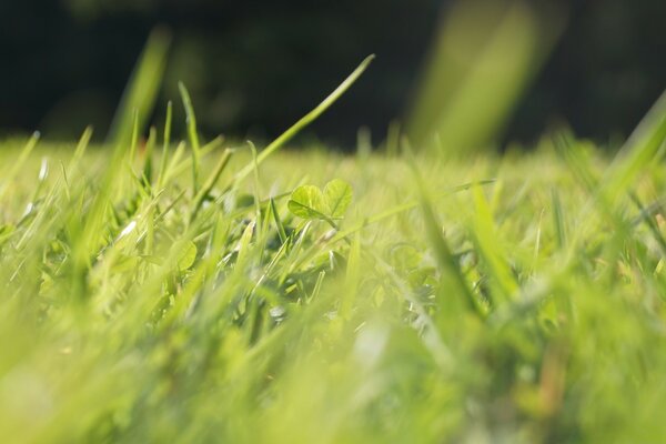 Una instantánea de la hierba verde de verano en el Prado