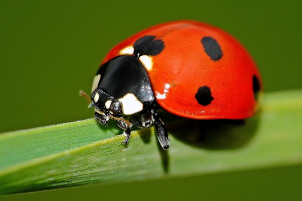 Imagem macro da joaninha na folha