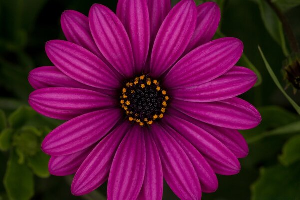 Flor lilás close-up