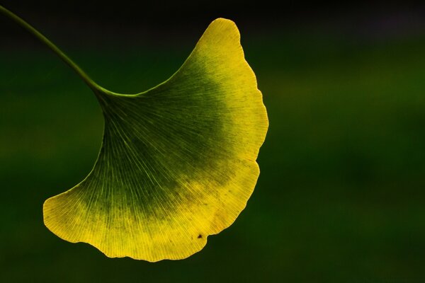 Divinely beautiful autumn leaf