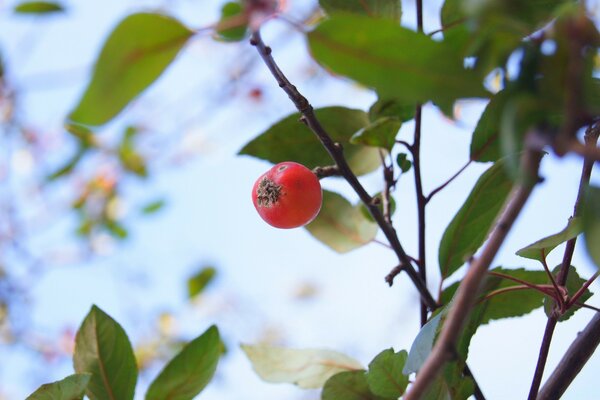 Die Beere hängt an einem Baum. Die Natur