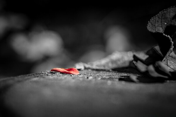 Elaborazione di foto in bianco e nero. Petalo di rosa rossa