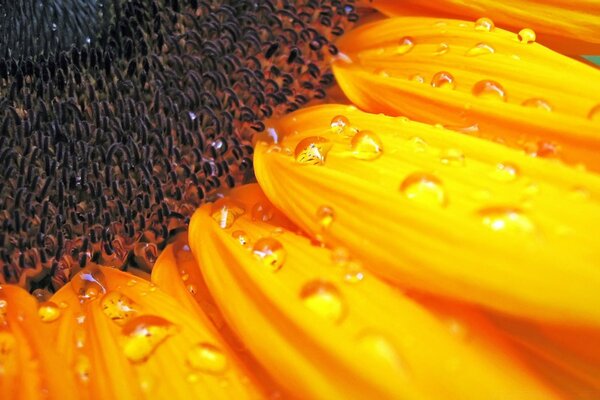 Gotas de rocío en una flor de girasol