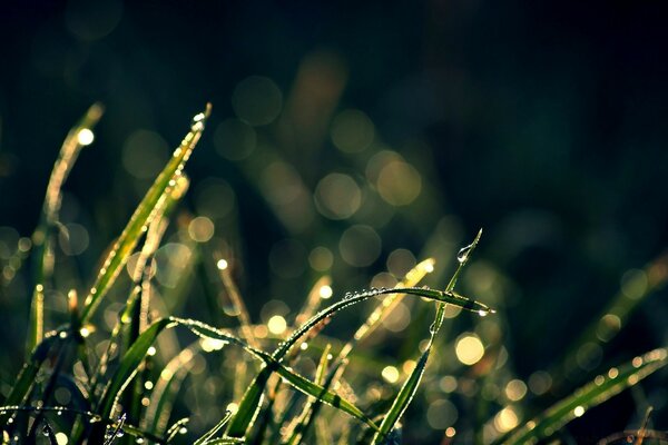 Macro shot de rosée au coucher du soleil