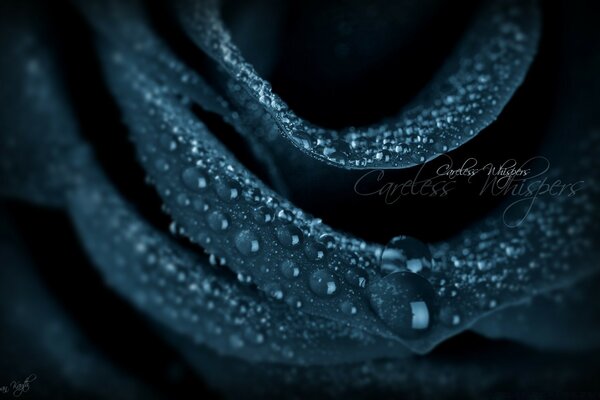 Macro photography of dewdrops on a black rose petal