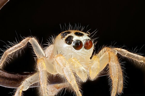 Macro photography of a spider on a branch