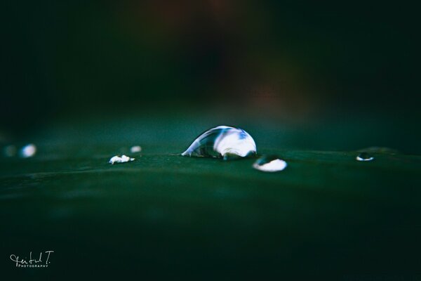 Makrofotografie. Wassertropfen auf dem Blatt nach dem Regen