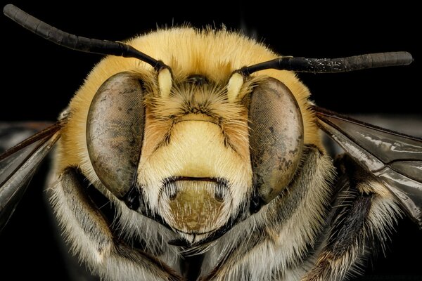 Die Natur. Mikroaufnahmen des Insekts. Guter Pelzmantel