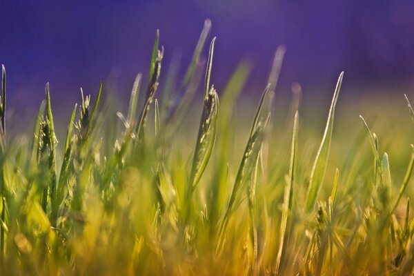 Aufnahme von wachsendem Gras in der hellen Sonne