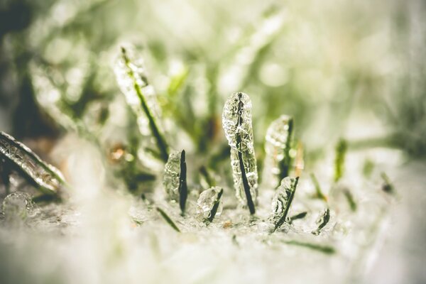 Frost nach dem Auftauen. Gefrorenes Gras