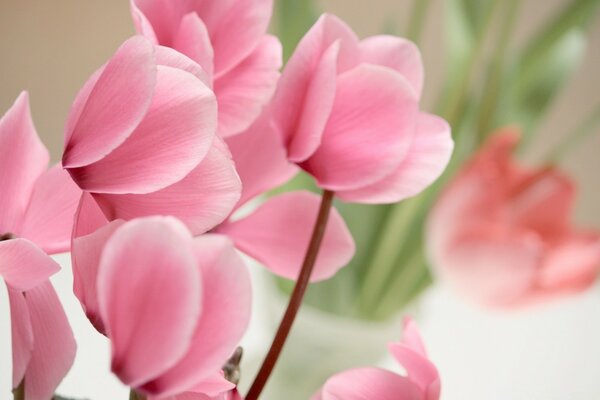 Flores cor de rosa close-up