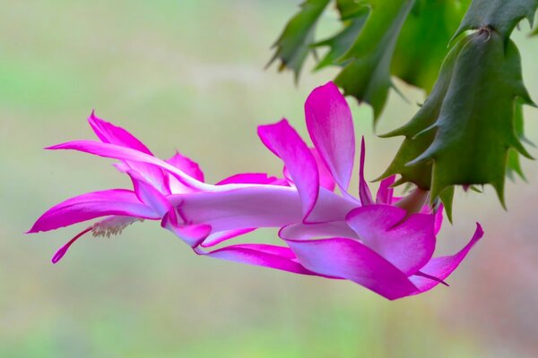 Flor rosa no fundo da natureza