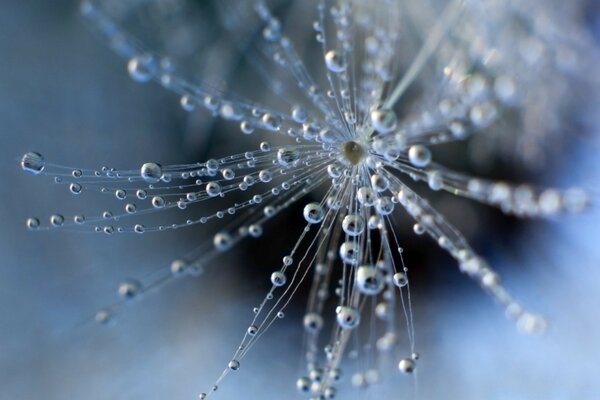 Gotas de orvalho na teia de aranha na manhã de outono