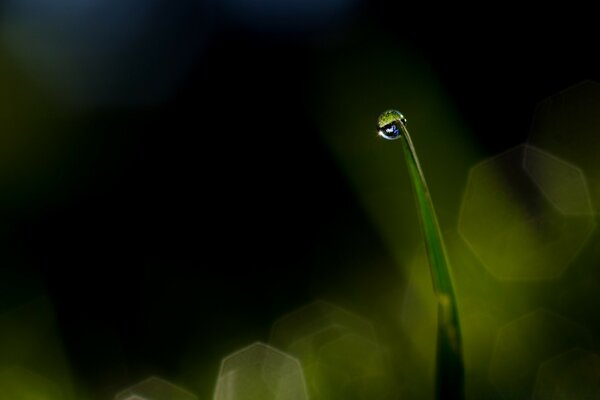 Fotografía macro de rocío sobre hierba verde