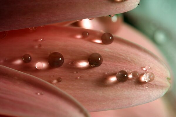 Makrofotografie. Tautropfen auf den Blütenblättern einer Blume