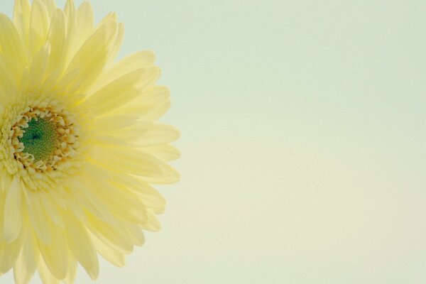 Yellow gerbera chamomile low contrast