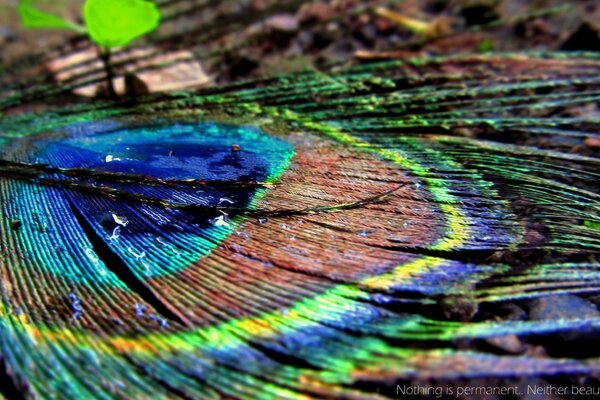 Makrofotografia. Tęczowe pawie pióro na tle natury