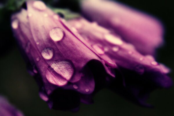 Fotografia macro. Gotas de água nas pétalas