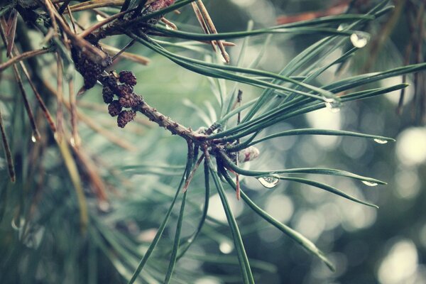 Photographie macro des aiguilles d un arbre de Noël avec une race