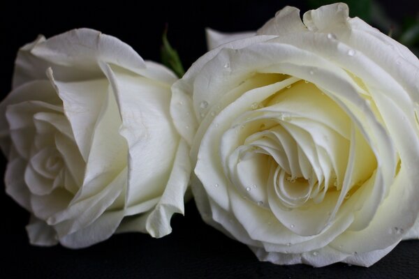 Deux roses blanches délicates