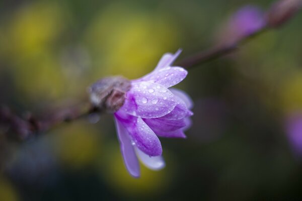 Fiore viola molto bello