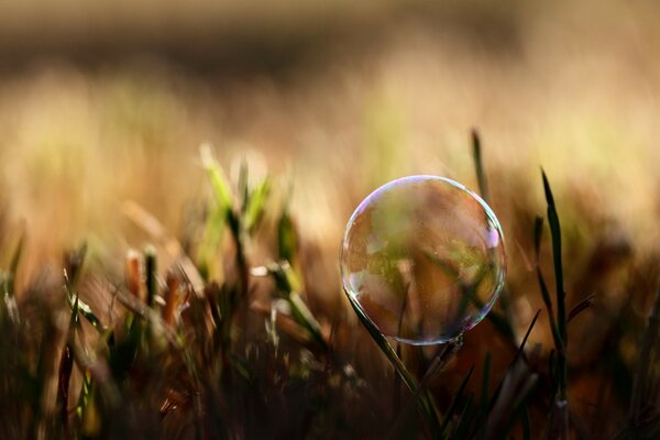 Bulle de savon sur fond flou